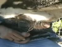 Farmer treats his bull in the farm bestiality